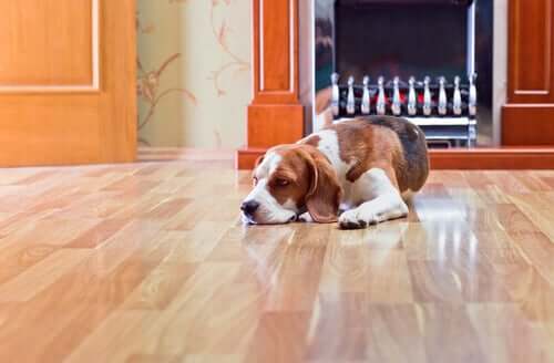 De gevaren van laminaatvloeren voor honden
