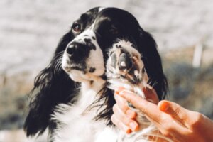Crèmes om jeuk bij honden te verzachten