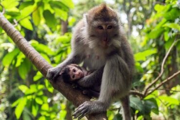 Krabbenetende makaak: kenmerken, gedrag en habitat