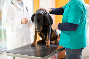 Leukemie bij honden: oorzaken en symptomen