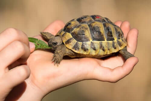 3 veelvoorkomende gezondheidsproblemen bij tamme schildpadden