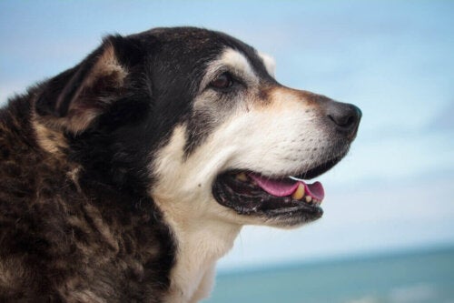 Wat zijn de meestvoorkomende aandoeningen bij oudere honden?