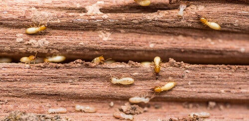Alles over de vernietigende kracht van termieten