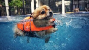 5 tips om rekening mee te houden als je met je hond zwemmen wilt