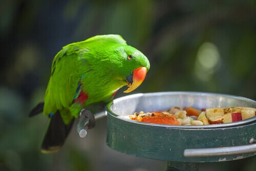 Voor papegaaien verboden voedsel