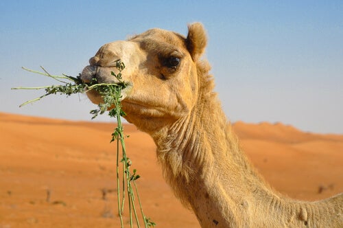 De merkwaardige voedingsgewoonten van kamelen