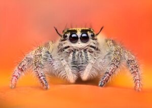 De schattigste spinnen in het dierenrijk