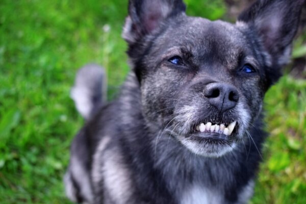 Gebitsmalocclusie bij honden: oorzaken, gevolgen en behandelingen
