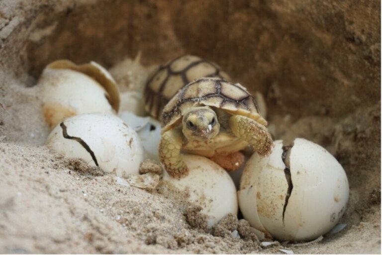 Hoe bepaalt de temperatuur het geslacht van schildpadden?