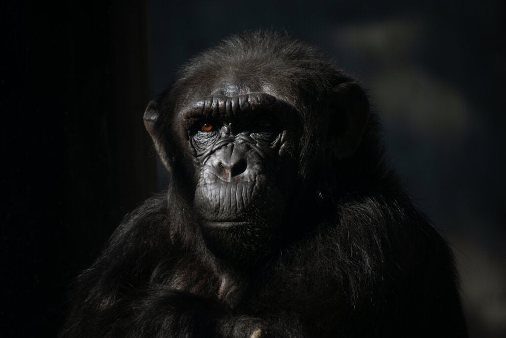 Waarom vrouwelijke chimpansees mensen mijden
