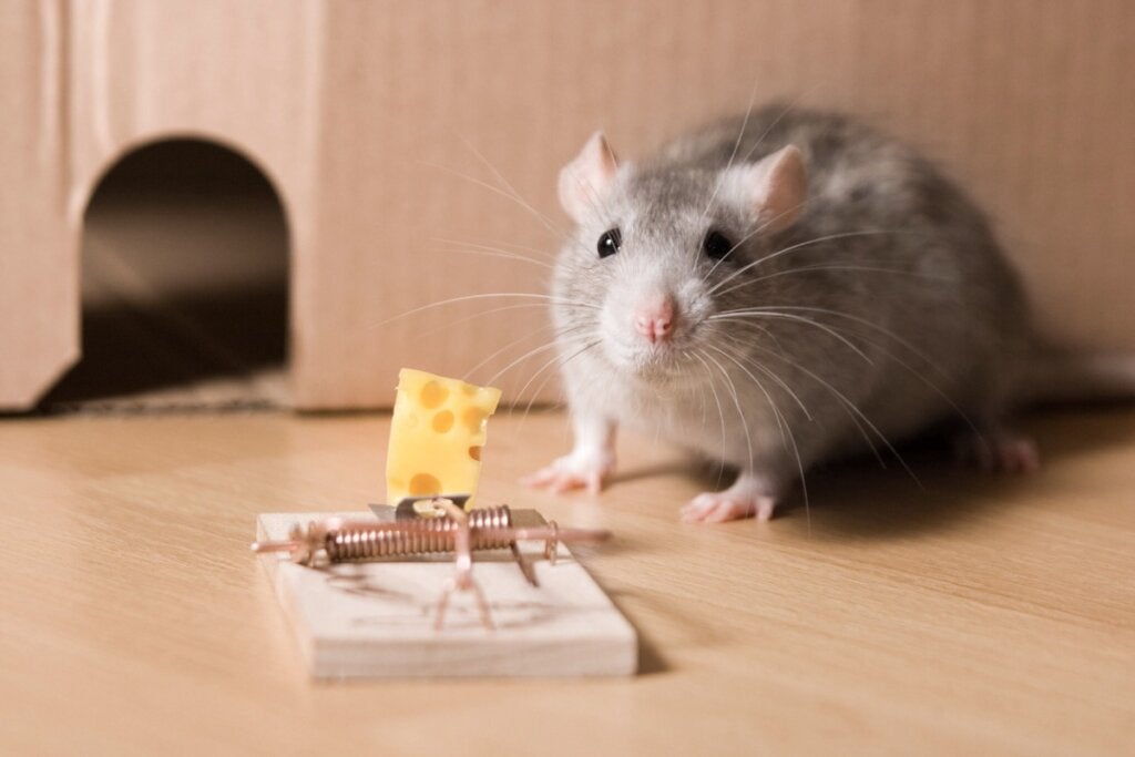 6 diervriendelijke muizenvallen (vangen zonder ze te doden)