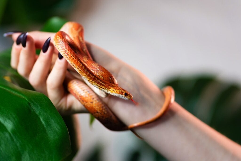 10 kleine en makkelijk te verzorgen slangen