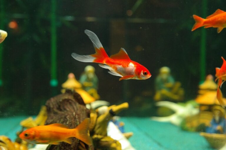 10 opvallende zoetwatervissen voor aquaria