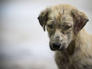 Życie bezdomnego psa zarejestrowane kamerą GoPro