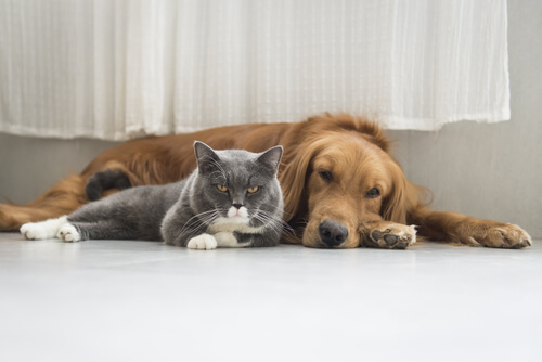 Pies i kot a posiadanie zwierząt domowych