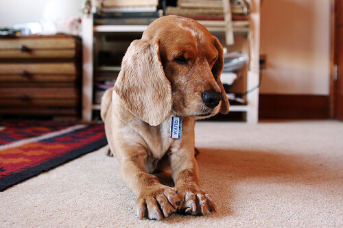 smutny pies leży na dywanie