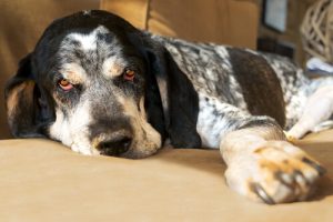 Gorączka u Twojego psa - wszystko, co warto wiedzieć