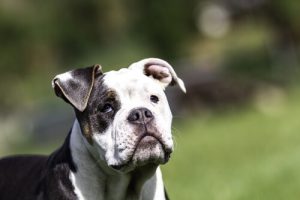 Demencja starcza u psów: wszystko, co należy wiedzieć