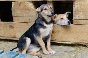 Domy dla bezpańskich psów – Nowa inicjatywa