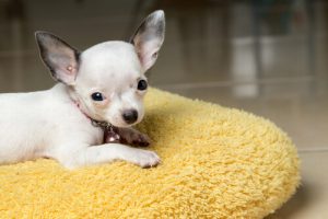 Jak obniżyć gorączkę u psa – kilka wskazówek