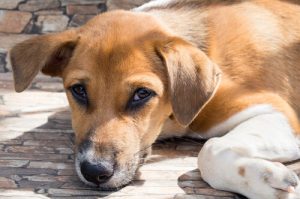 Korono wirusy u psów - ostrzeżenie związane ze zdrowiem