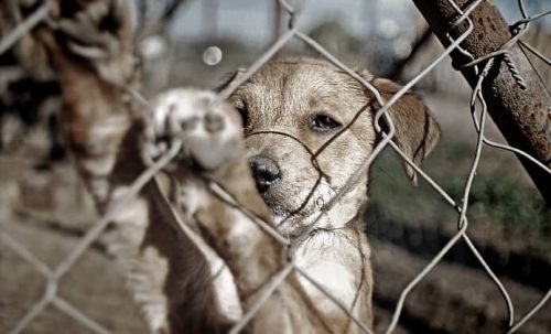 Maltretowany pies za siatką a kar za znęcanie się nad zwierzętami
