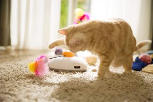 Kotek bawiący się zabawką.