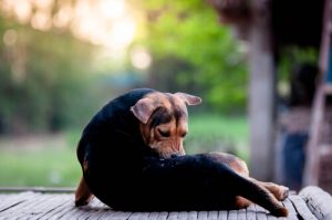 Psie zapalenie skóry: 101 Zdrowie zwierząt