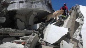 Psy ratownicze w Ekwadorze: niesamowita praca