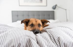 Spanie w łóżku - dlaczego psy nie powinny tego robić?