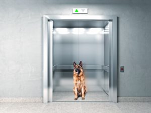 Inteligencja zwierząt: pies reaguje, gdy zostanie uwięziony w windzie