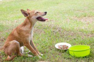 Wymioty u psów - jak je zdiagnozować i leczyć?