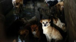 psy na festiwalu w Chinach kundelek
