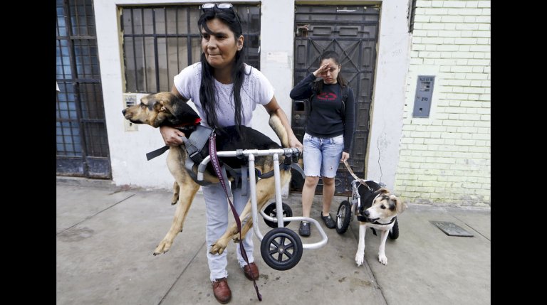 Schronisko dla niepełnosprawnych psów, kobieta niesie niepełnosprawnego psa