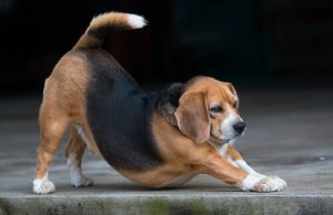 Dziwne zachowania psa – 5 sygnałów ostrzegawczych