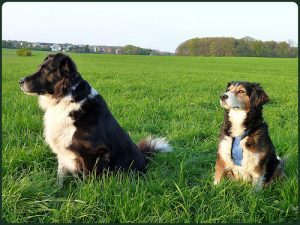 psy na trawie