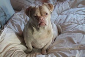 Pies odrzucony z powodu „naburmuszonej miny’