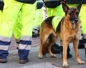Zmarł Atila, najlepszy z psów ratowniczych w Hiszpanii