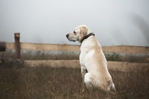 Bezdomny pies – porzucony czy zagubiony
