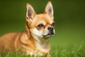 Gazy u psów – przyczyny występowania