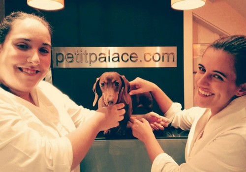Luksusowy hotel dla zwierząt petit palace dwie kobiety z psem