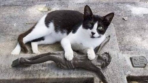 Kot, który codziennie odwiedza grób swojego właściciela
