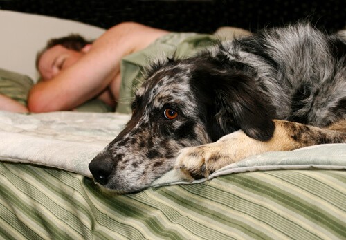 Spanie w łóżku z psem