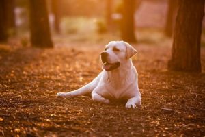 Lekcja życia od psa - Naucz się tych 8 rzeczy