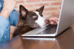 pies w pracy z laptopem