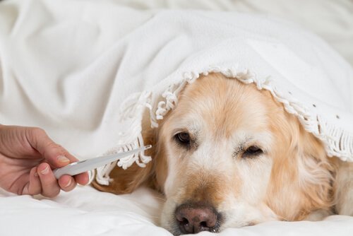 Gorączka u psa- jak zmierzyć psu temperaturę?