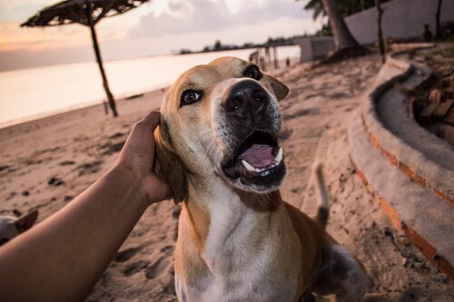 Zabawa z psem na plaży.