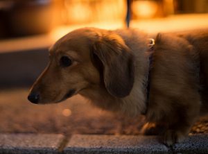 Pies boi się fajerwerków – jak mu pomóc?