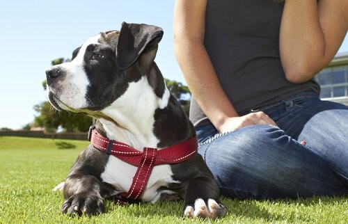 Posiadanie psa poprawia zdrowie emocjonalne i fizyczne