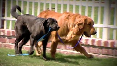 Pies przewodnik – historia ocalenia niewidomego psa